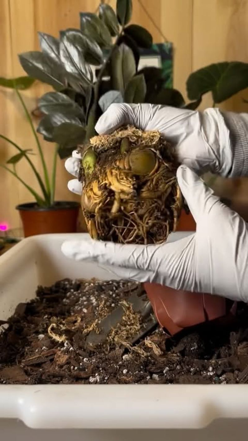 Use Well-Draining Potting Mix