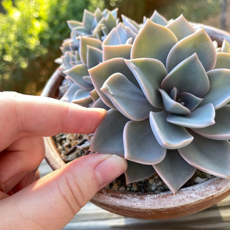 Reduce Watering for Indoor Succulents