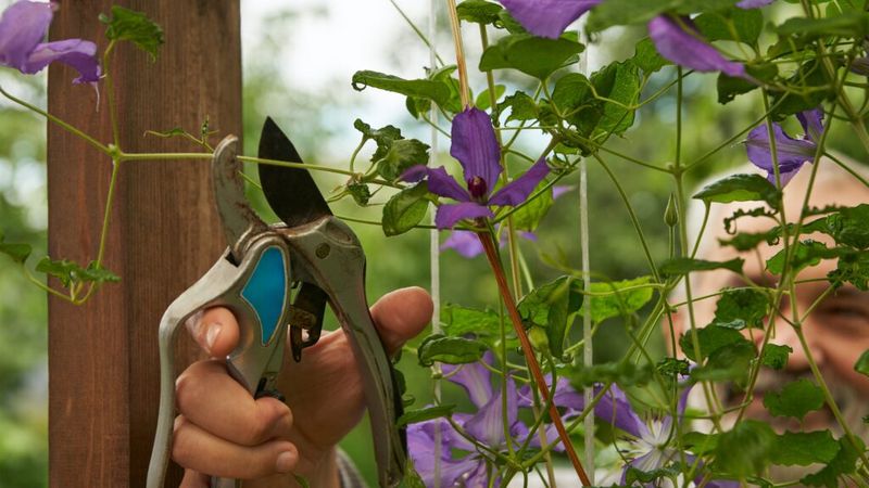 Lightly Shape Group 2 Clematis After Their First Bloom