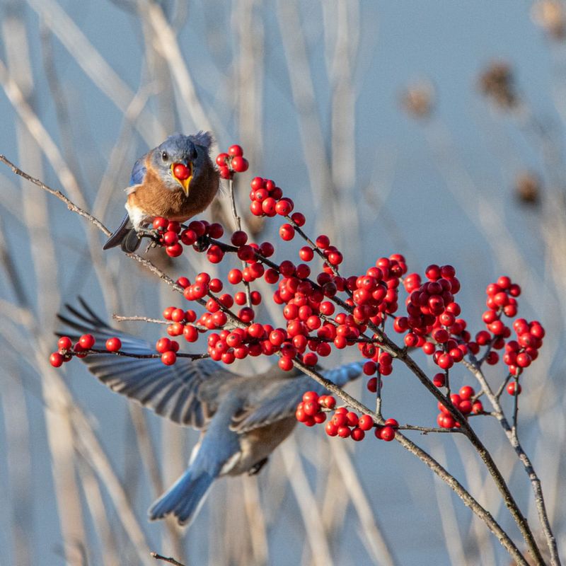 Leave Berries On The Shrub For Winter Birds
