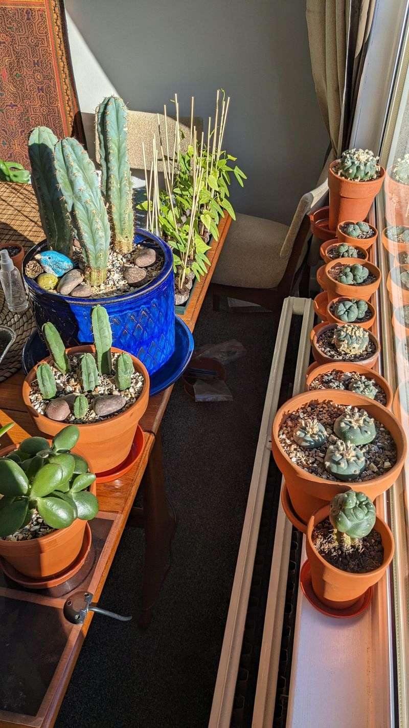 Place Plants Where They Get Bright Light