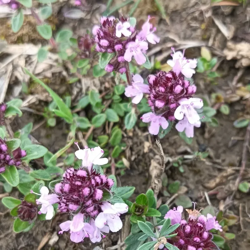 Water Sparingly Once Plants Are Established