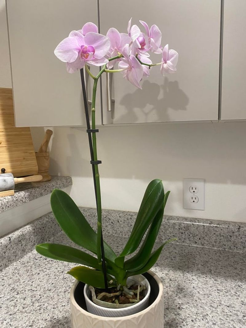 Trim Spent Flower Spikes At The Right Time