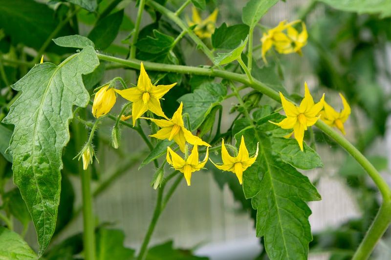 Fertilize During Flowering For Bigger Tomatoes