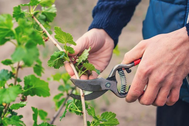 Use Clean, Sharp Tools To Prevent Disease