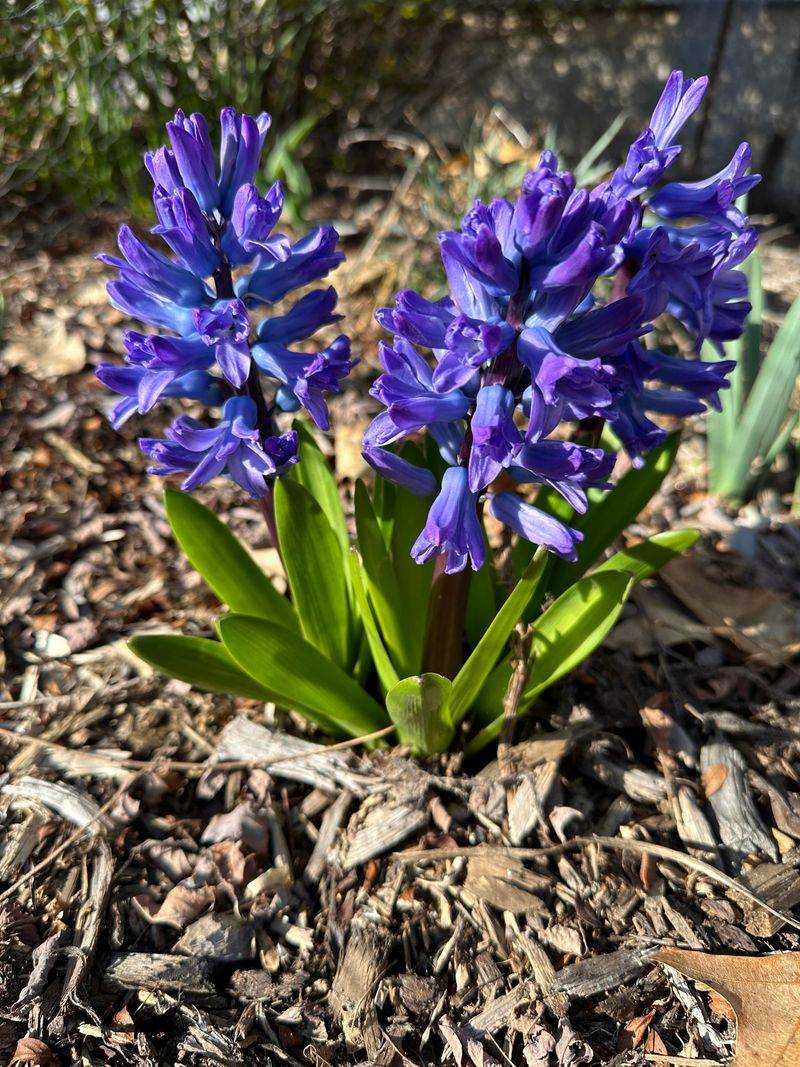 Protect Emerging Shoots From Late Michigan Frosts