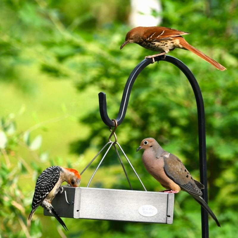 Use Feeders Strategically, Not Year-Round