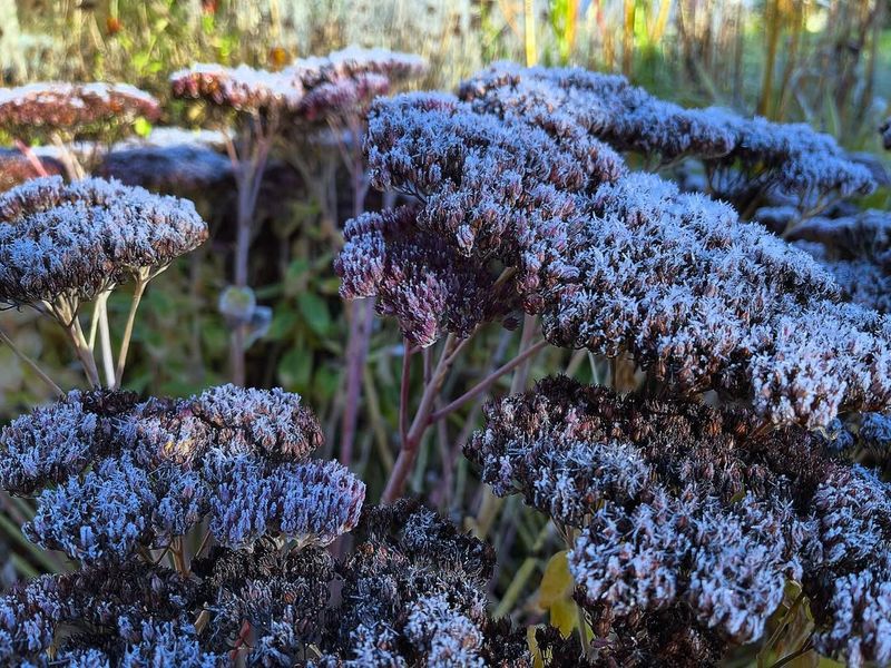 When Cold Strikes, Your Garden Is Ready