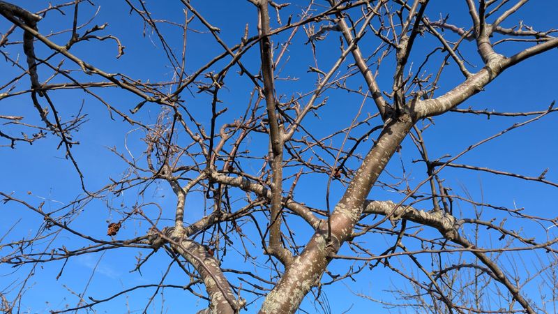 Remove Crossing And Inward-Growing Branches First