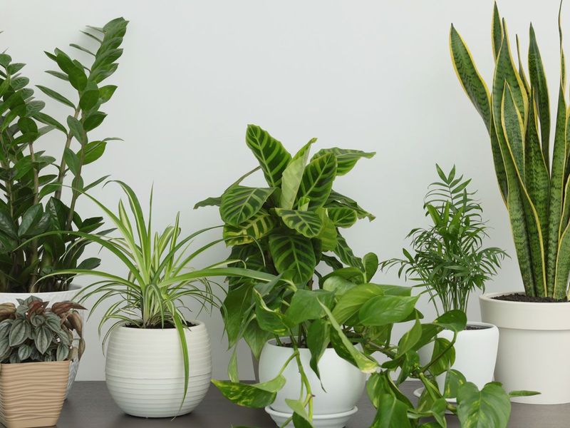 Choose Cold-Resilient Houseplants For Minnesota Homes