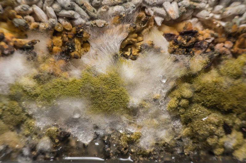 Never Feed Moldy or Spoiled Food