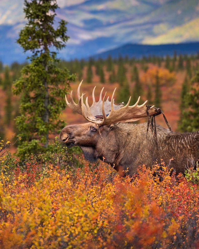 Stay Calm And Keep Your Distance