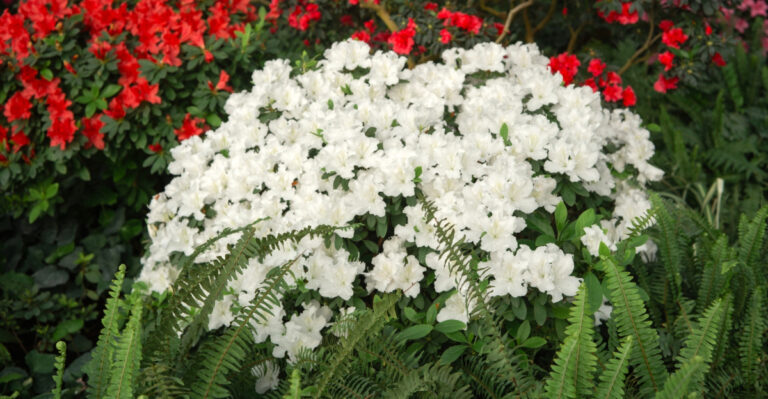 azales (featured image)