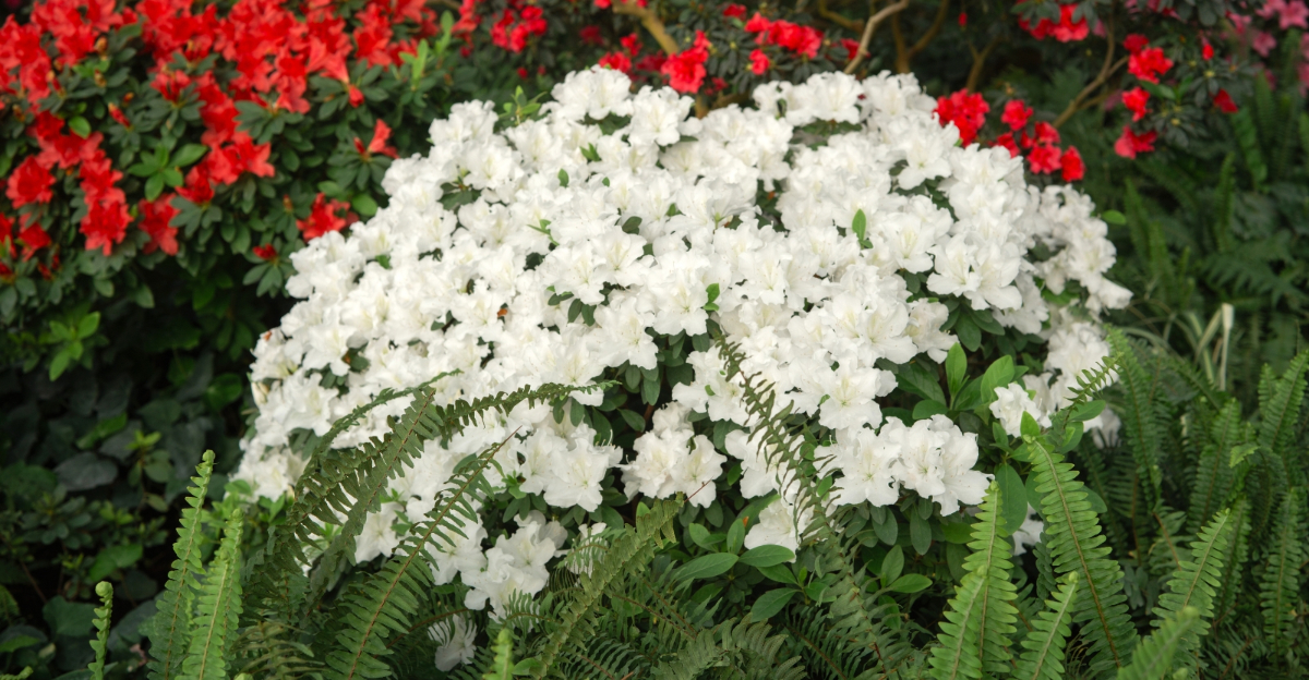 azales (featured image)