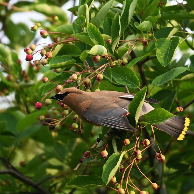 Planting For Year-Round Bloom And Fruit