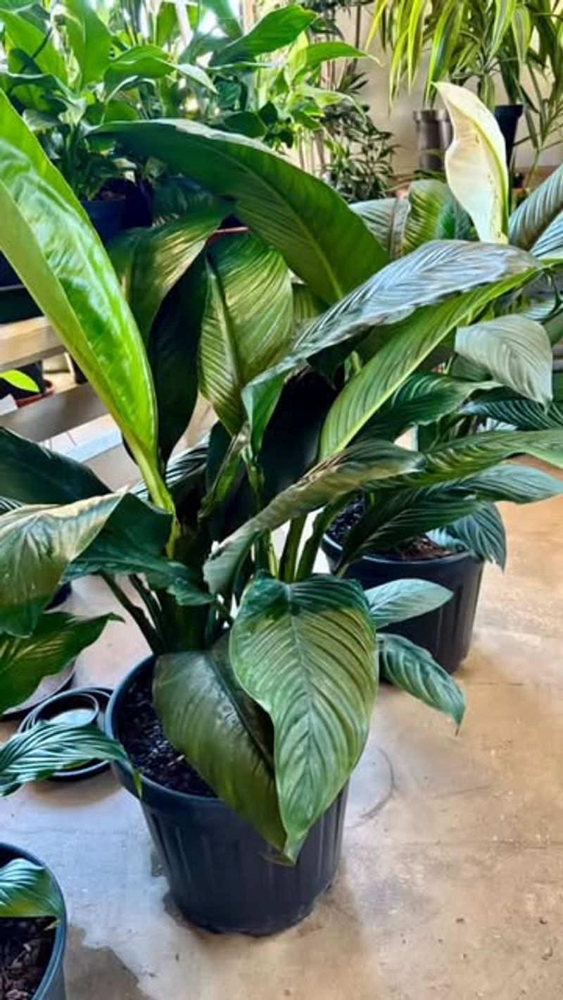 Pruning Only During Active Growth