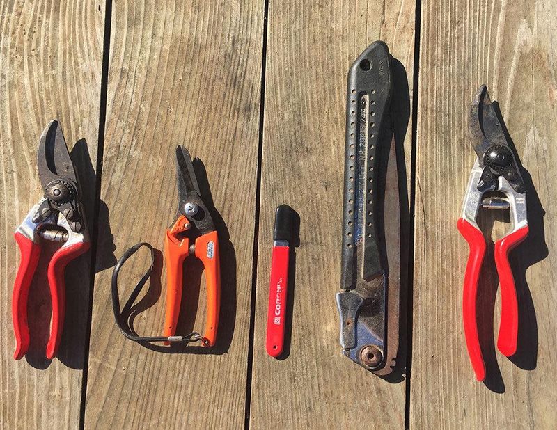 Using Clean, Sharp Tools For Winter Pruning