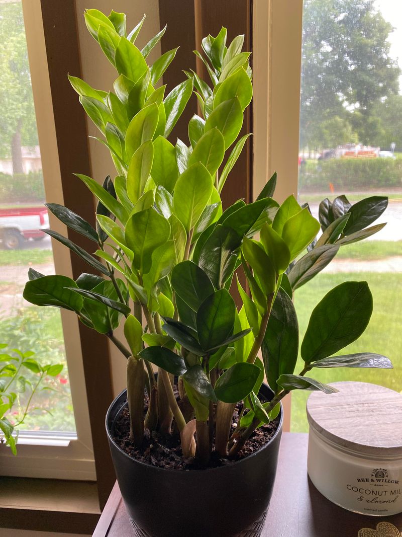 Rotating Plants For Even Growth