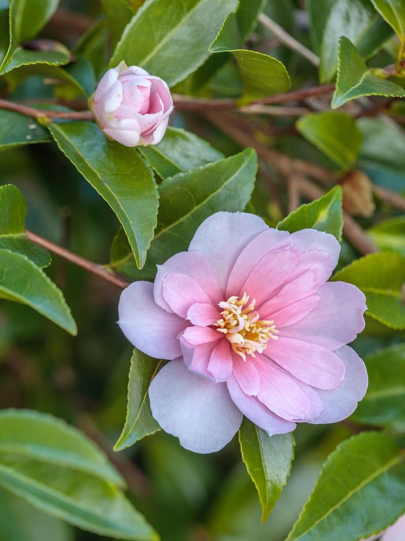 Camellia