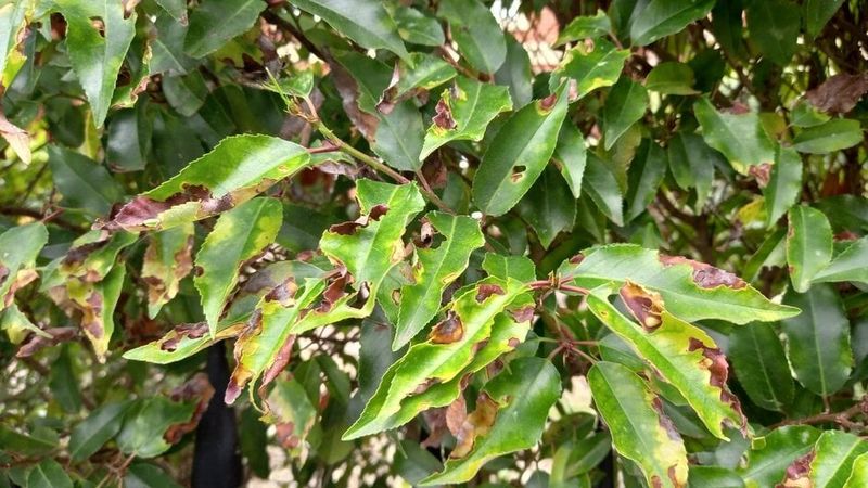 English Laurel Burns And Declines In Florida Summers