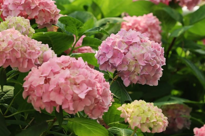 Hydrangeas