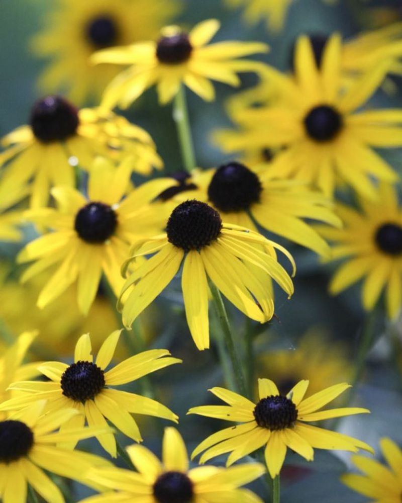 Black-Eyed Susans