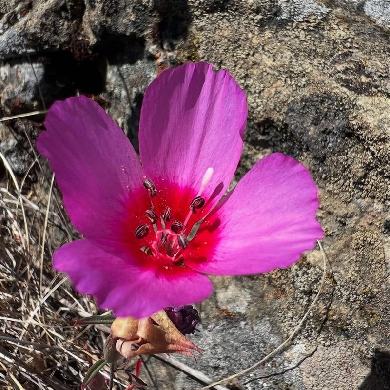 Clarkia (Clarkia Amoena And Related Species)