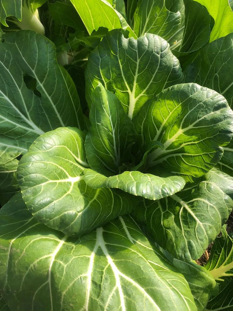 Bok Choy