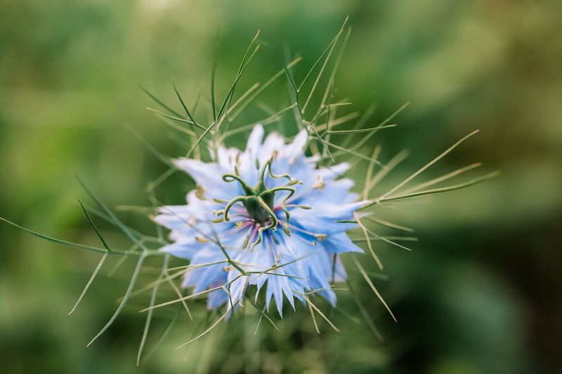 Love-In-A-Mist