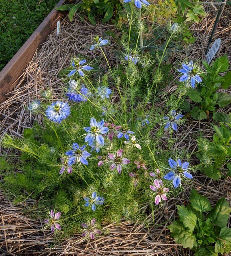 Love-In-A-Mist (Nigella)