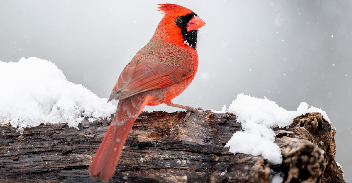 northern cardinal (featured image)