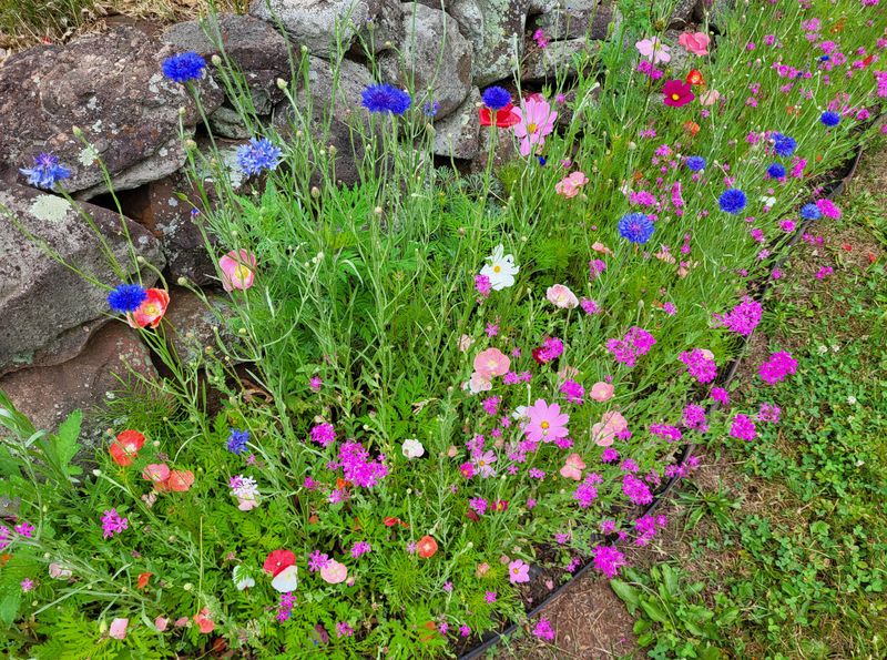 Pollinator Meadows and Native Wildflowers