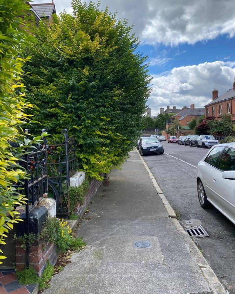 Trees Or Hedges Blocking Sidewalks Or Road Visibility