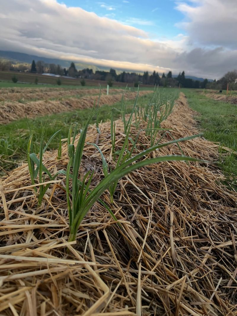 Use Thick Mulch To Block New Seed Germination