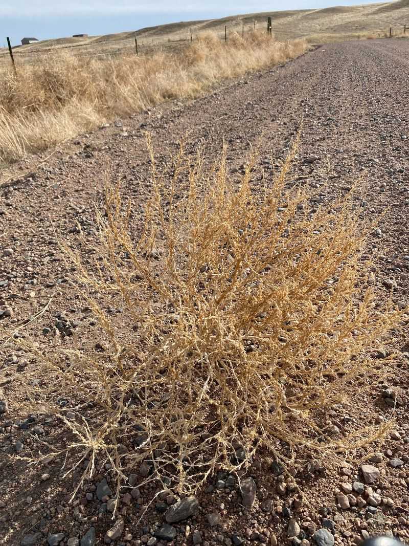 Improve Soil With Mulch Or Ground Cover