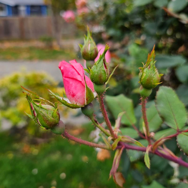 Selective Pruning For Strong Canes
