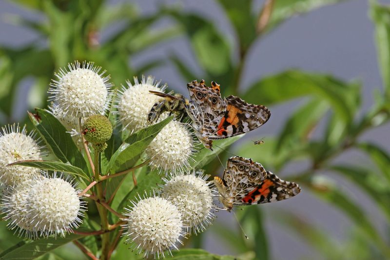 Buttonbush Turns Wet Areas Into Pollinator Hotspots