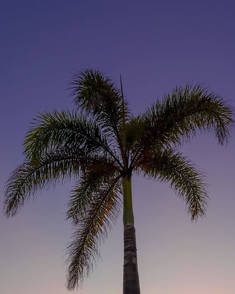 Sabal Palm (Florida's State Tree) With Special Protections
