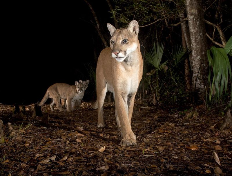Florida Panthers: Endangered Wanderers