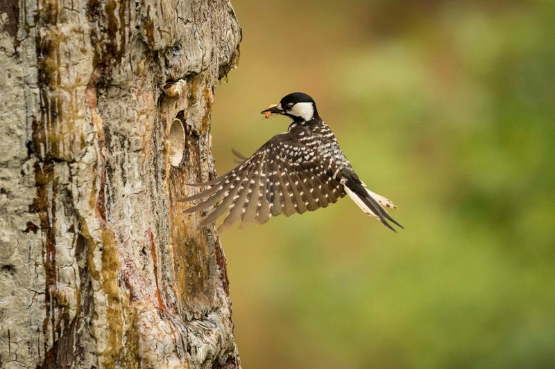 Red-Cockaded Woodpeckers