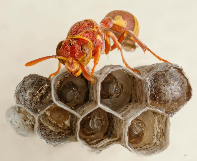 Paper Wasps