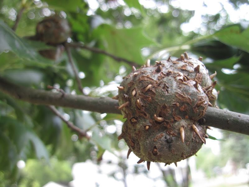 Galls: Tiny Insect Condominiums