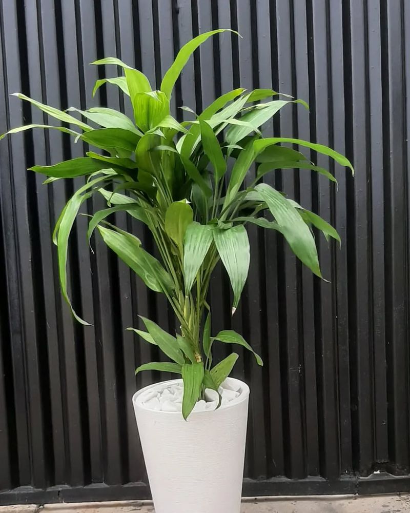 Dracaena