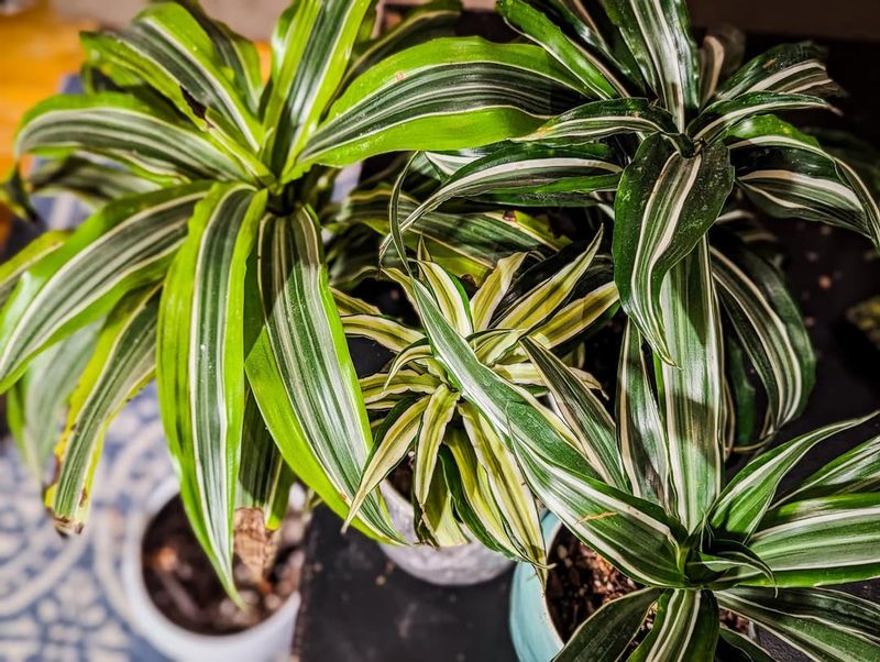 Dracaena