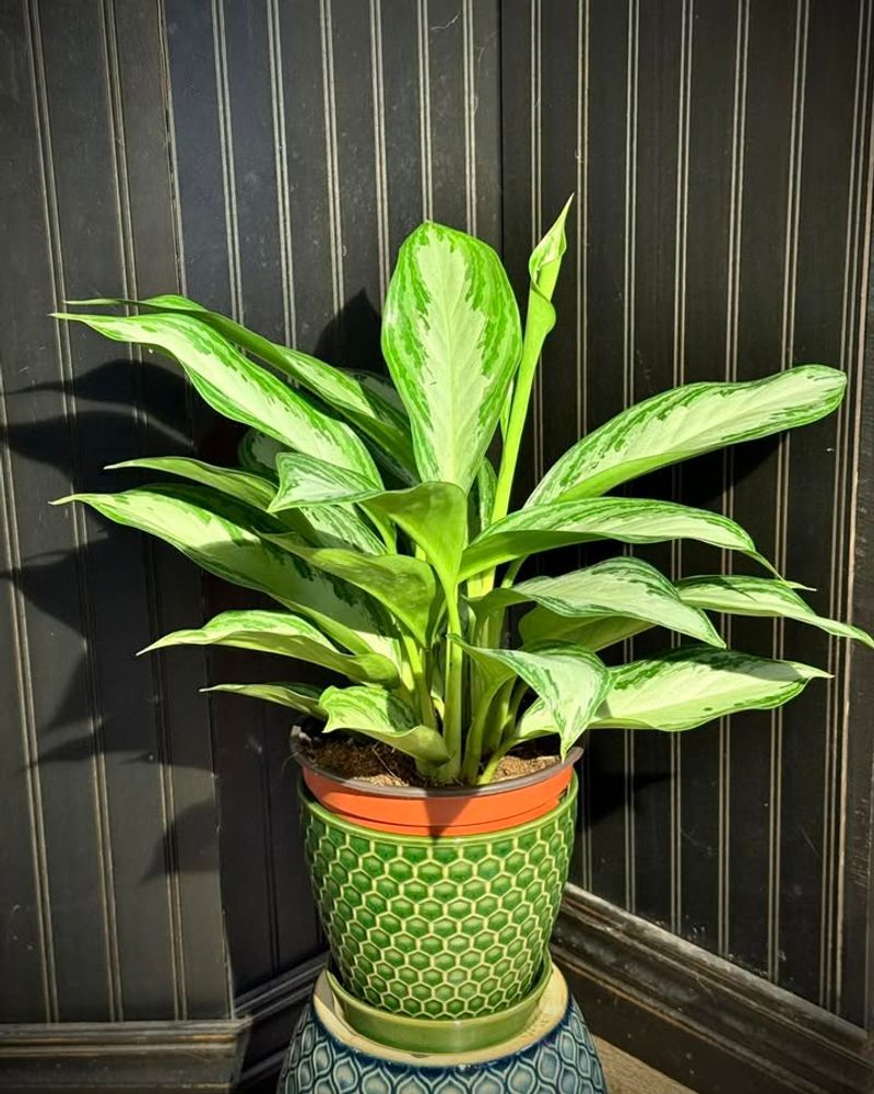 Chinese Evergreen (Aglaonema)