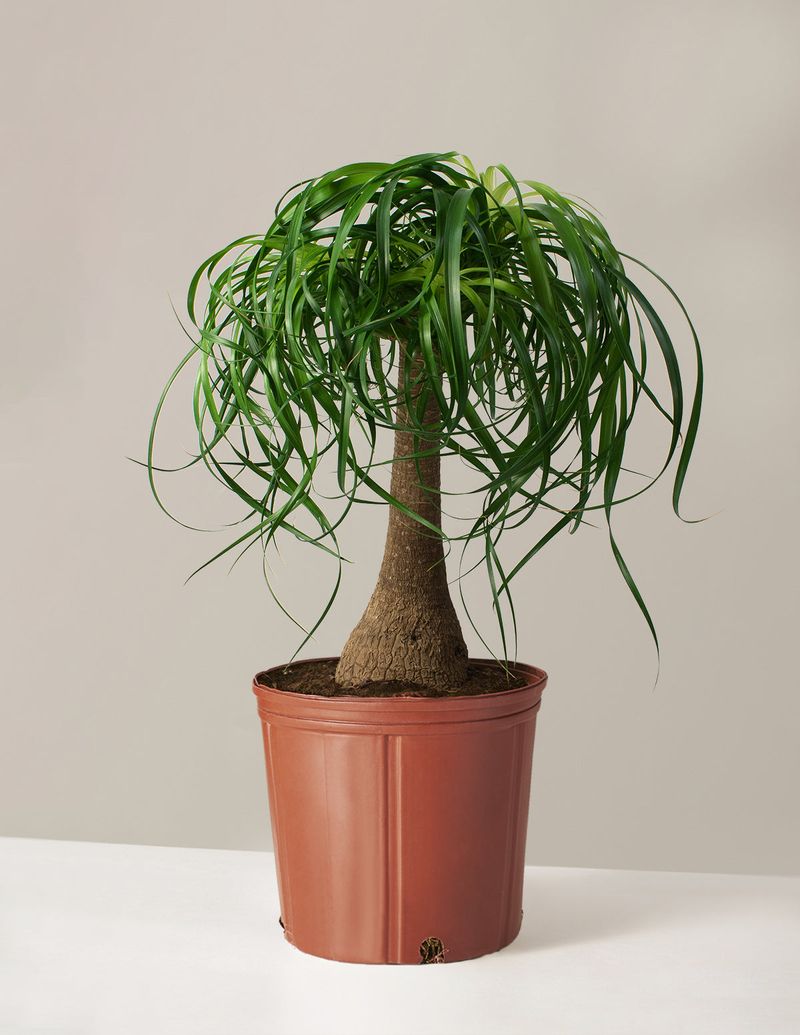 Ponytail Palm For Sculptural, Pet-Safe Design