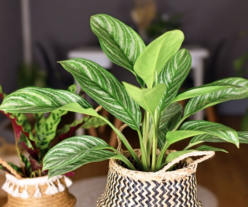 Chinese Evergreen For Harmony In Low-Light Spaces