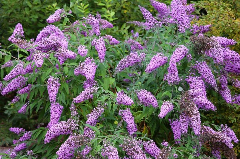 Non-Native Butterfly Bush