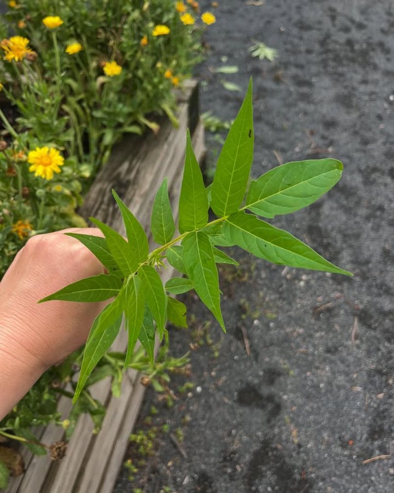 Tree Of Heaven (Ailanthus Altissima)