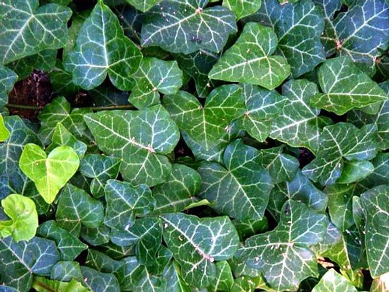 English Ivy Climbing Up Everything